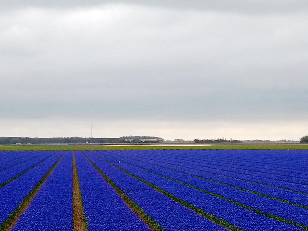 Blauw vlak