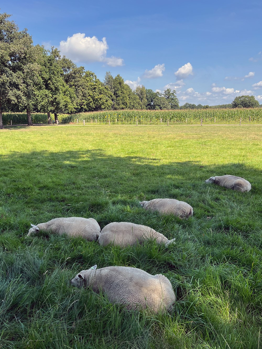 5 Schapen